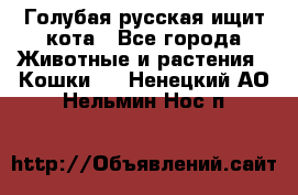 Голубая русская ищит кота - Все города Животные и растения » Кошки   . Ненецкий АО,Нельмин Нос п.